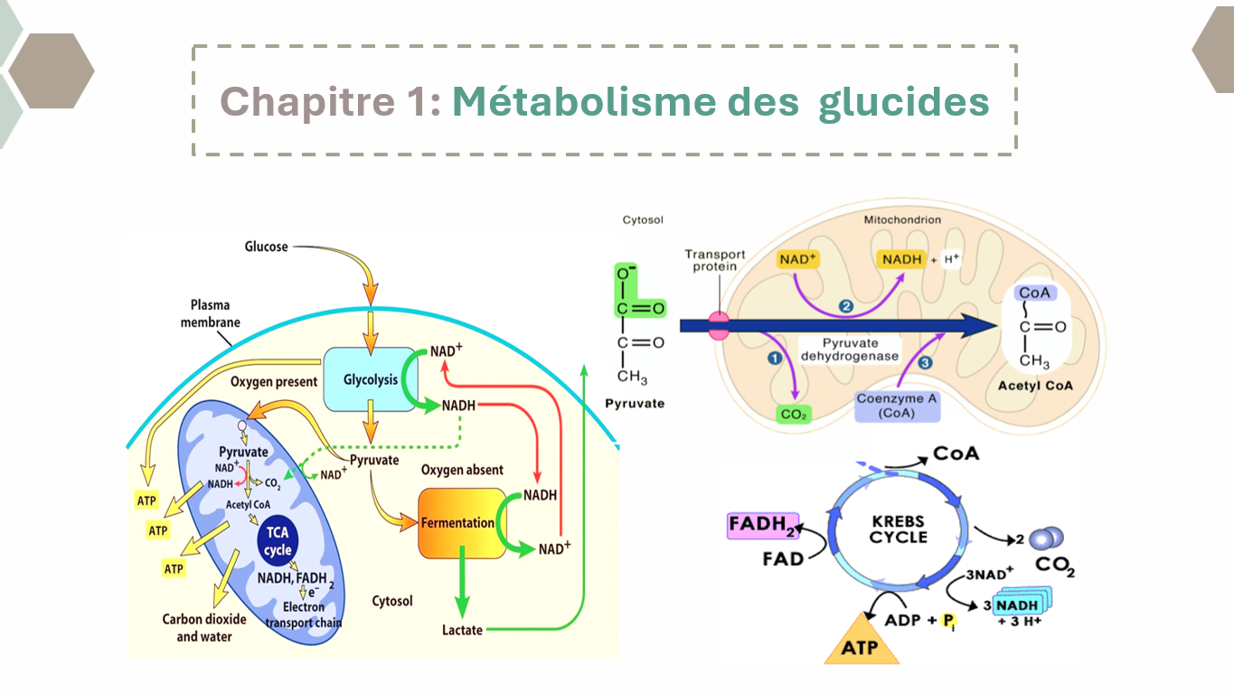 Métabolisme des glucides